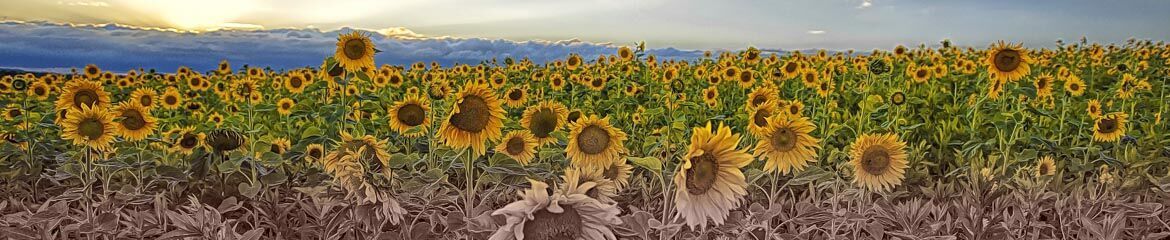 Free State Accommodation footer banner