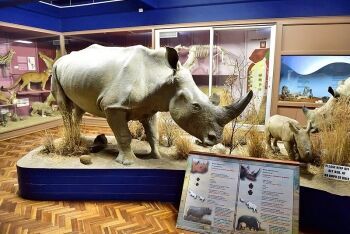 Bloemfontein National Museum, Bloemfontein, Free State