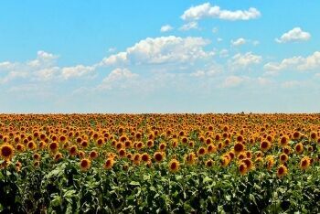 Sunflowers Free State